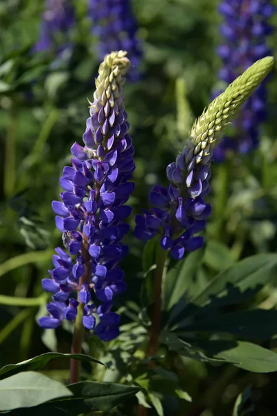 Altramuz azul floreciendo en verano — Foto de Stock