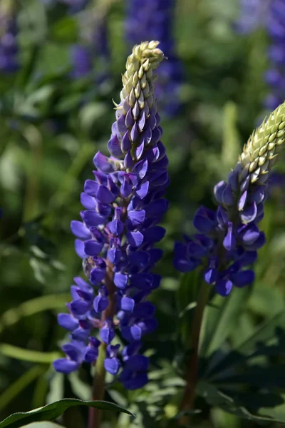 Blauwe lupine bloeien in de zomer — Stockfoto