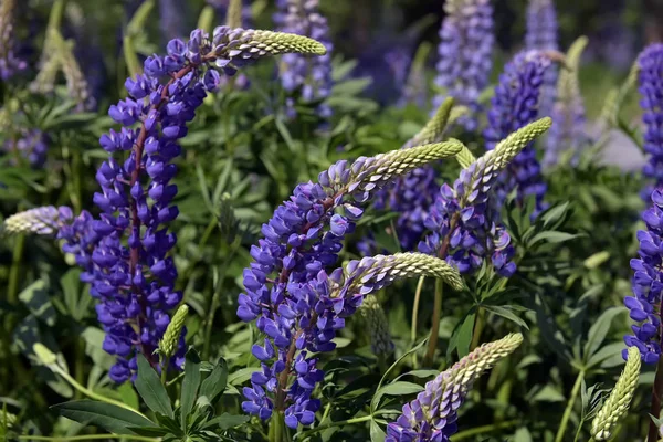 Azul lupine florescendo no verão — Fotografia de Stock