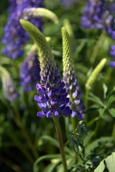 Blauwe lupine bloeien in de zomer — Stockfoto