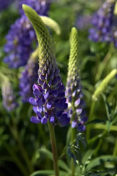 Blue lupine blooming in summer — Stock Photo, Image