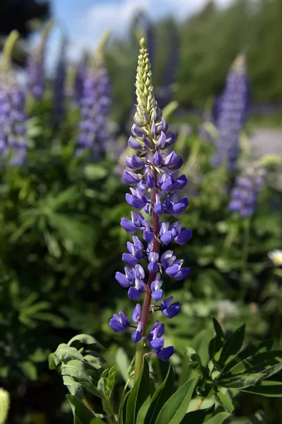 Blauwe lupine bloeien in de zomer — Stockfoto