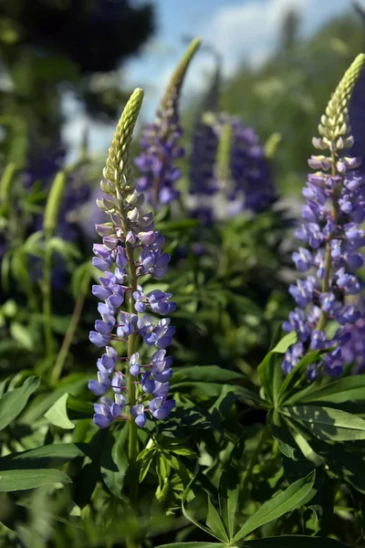 Blauwe lupine bloeien in de zomer — Stockfoto