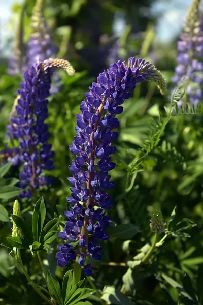 Błękitne Lupine kwitnące latem — Zdjęcie stockowe