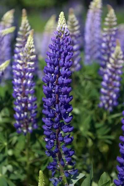 Blue lupine blooming in summer — Stock Photo, Image