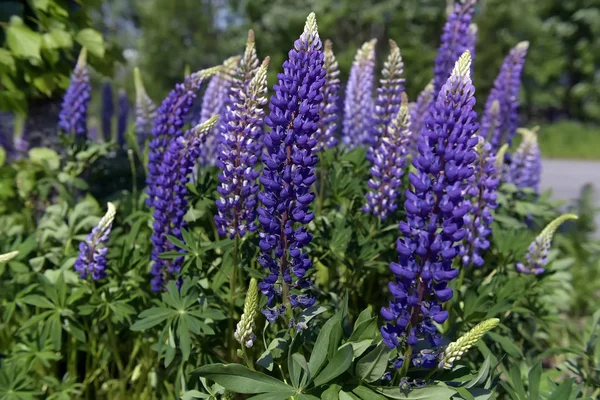 Blue lupine blooming in summer — Stock Photo, Image