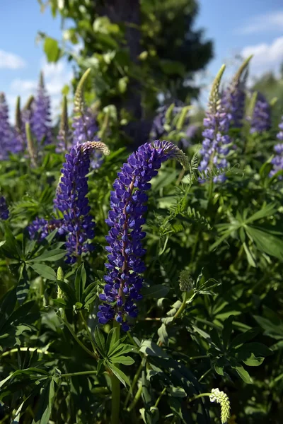 Błękitne Lupine kwitnące latem — Zdjęcie stockowe