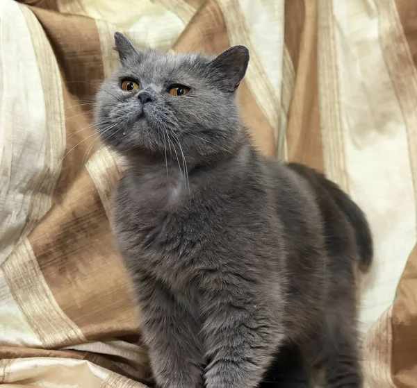 İngiliz gri shorthair kedi — Stok fotoğraf