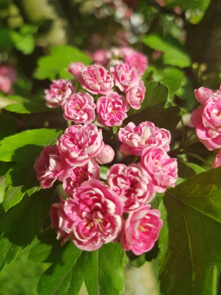 Espino en flor en primavera — Foto de Stock