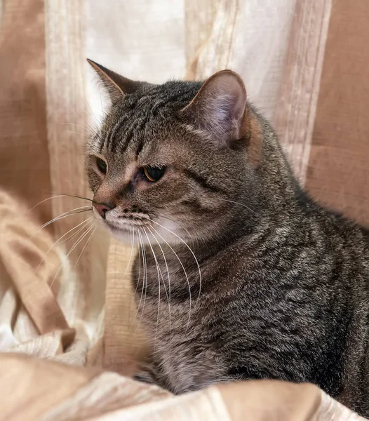 Brown european shorthair cat — Stock Photo, Image