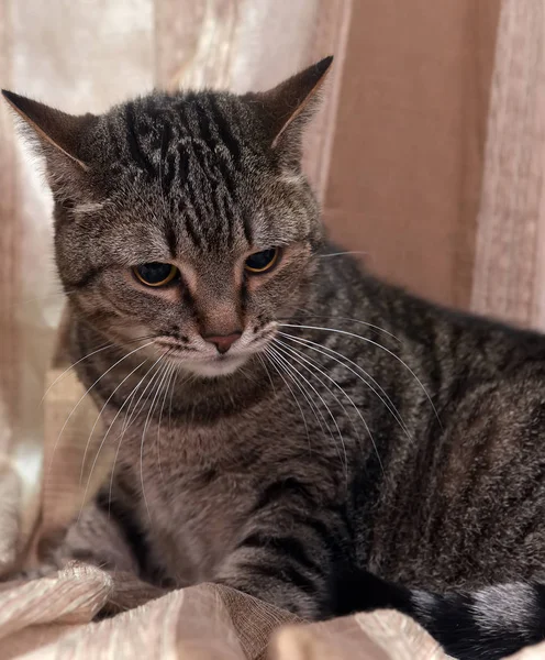 Kahverengi avrupa shorthair kedi — Stok fotoğraf