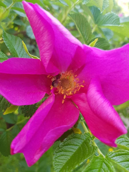 Rosa canina fiori primo piano — Foto Stock