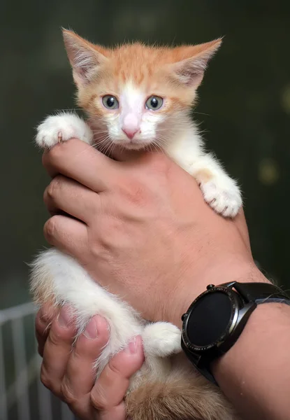 Gattino rosso e bianco — Foto Stock
