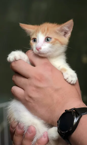Красный и белый котенок — стоковое фото