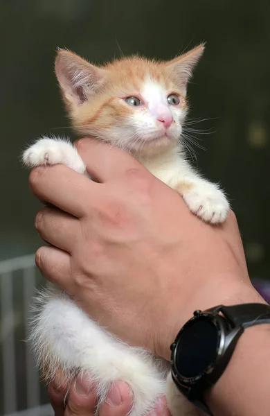 Gatinho vermelho e branco — Fotografia de Stock