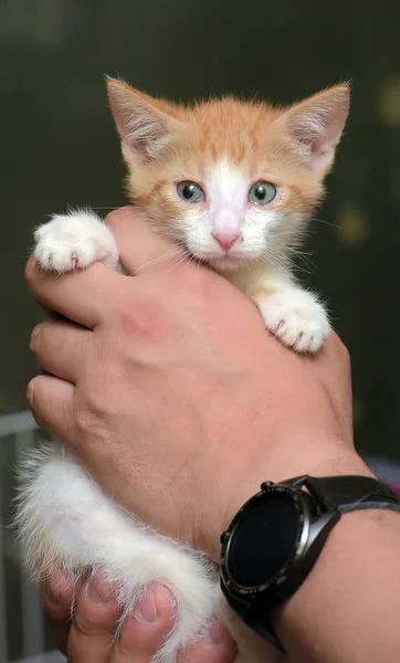 Gatito rojo y blanco —  Fotos de Stock