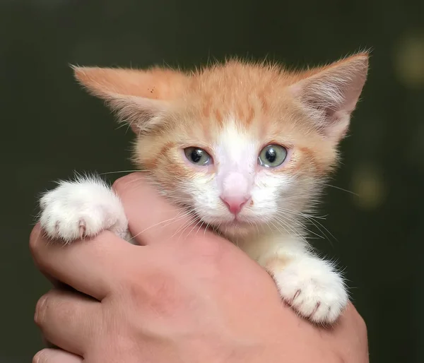 Kırmızı ve beyaz yavru kedi — Stok fotoğraf