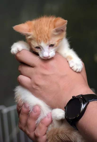 Gatito rojo y blanco —  Fotos de Stock