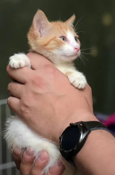 Gatito rojo y blanco — Foto de Stock