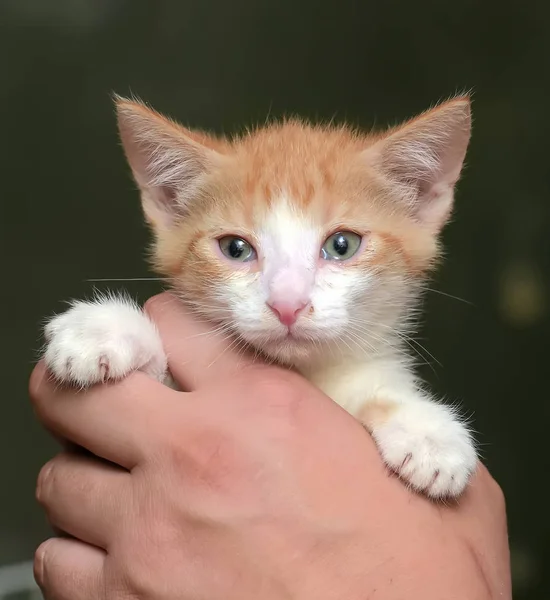 Kırmızı ve beyaz yavru kedi — Stok fotoğraf