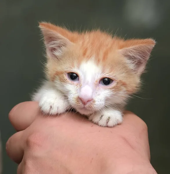 Red and white kitten — Stock Photo, Image