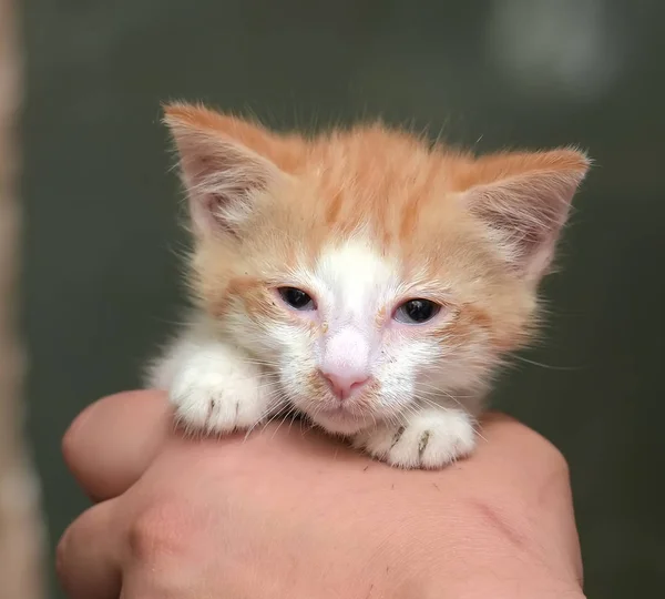 Gatinho vermelho e branco — Fotografia de Stock