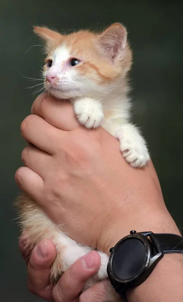 Rode en witte kitten — Stockfoto