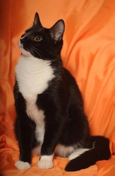 Schwarz-weiße Katze auf orangefarbener — Stockfoto