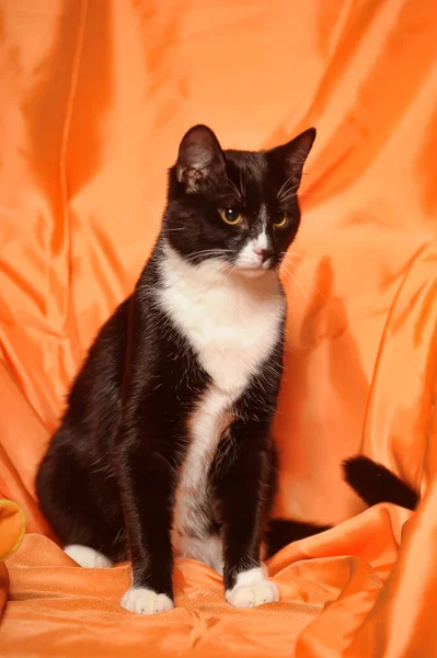 Black and white cat on an orange — Stock Photo, Image