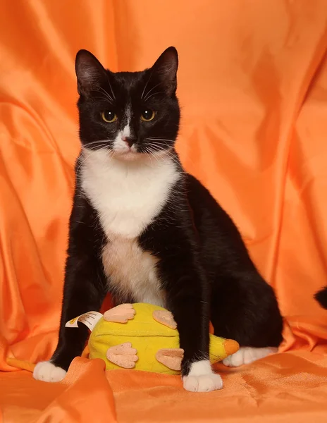 Black and white cat on an orange — Stock Photo, Image