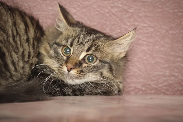 Beau chaton sibérien moelleux sur un brun — Photo