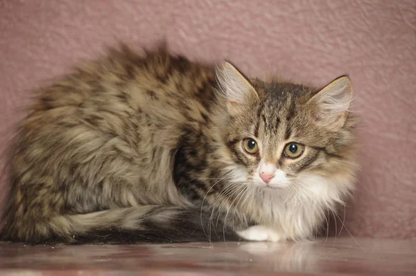 Schöne flauschige sibirische Kätzchen auf einem braunen — Stockfoto