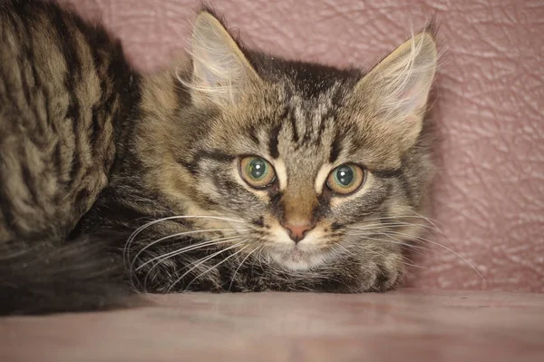 Bel gattino siberiano morbido su un marrone — Foto Stock