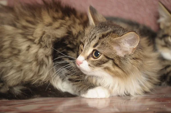 Piękne puszyste syberyjski kociak na brązowym — Zdjęcie stockowe