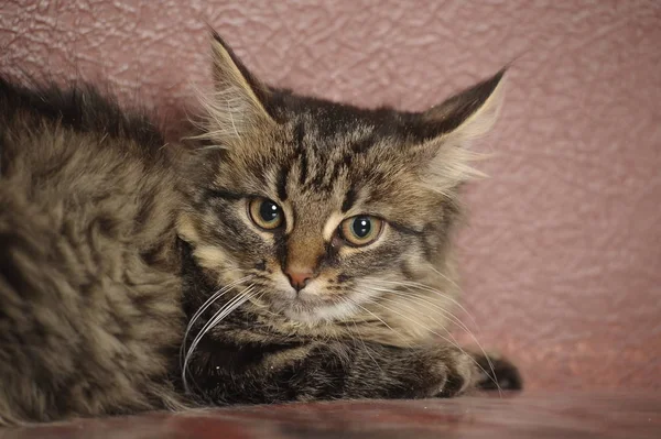 Mooie pluizig Siberische kitten op een bruin — Stockfoto