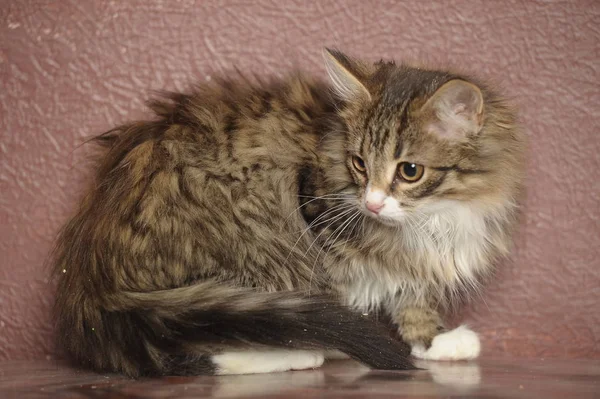 Beautiful fluffy Siberian kitten on a brown — Stock Photo, Image