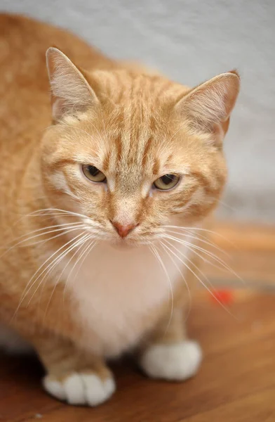 Bellissimo ritratto di gatto rosso e bianco — Foto Stock