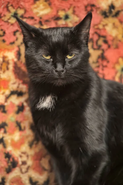 Μαύρη γάτα με λαμπερά μαλλιά — Φωτογραφία Αρχείου