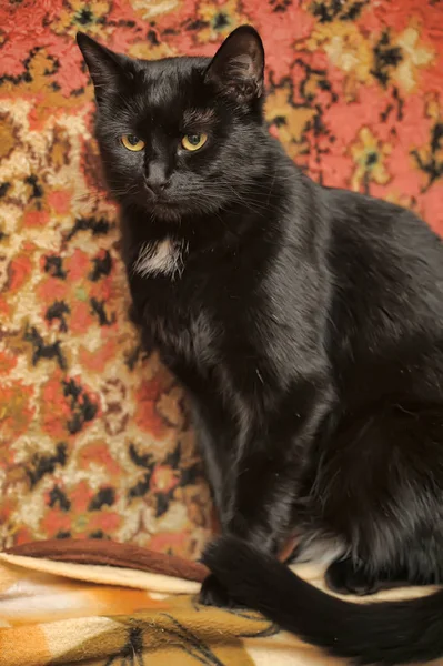 Parlak saçlı siyah kedi — Stok fotoğraf