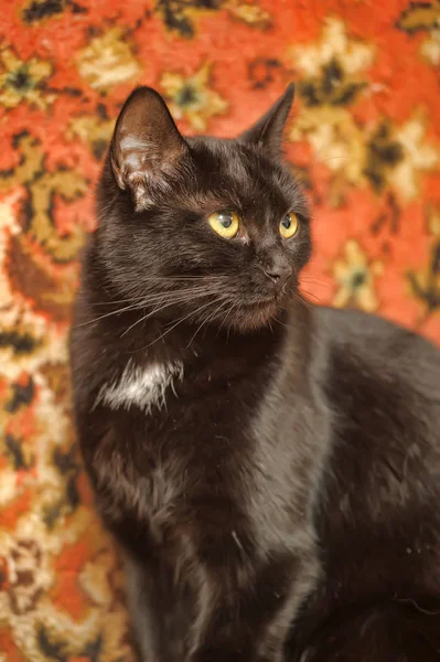 Fényes szőrű fekete macska — Stock Fotó