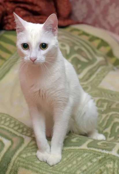 Bonito shorthair branco gato — Fotografia de Stock