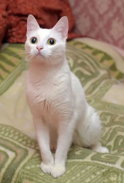 Χαριτωμένα μαλλιά λευκή γάτα — Φωτογραφία Αρχείου