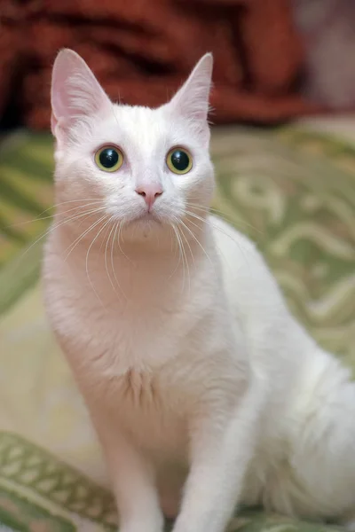 Bonito shorthair branco gato — Fotografia de Stock