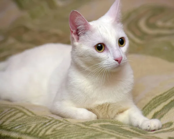 Kort haar witte kat portret — Stockfoto