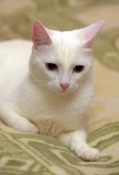 Shorthair bílý kočičí portrét — Stock fotografie
