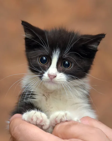 Chaton noir et blanc avec un petit visage malheureux effrayé — Photo