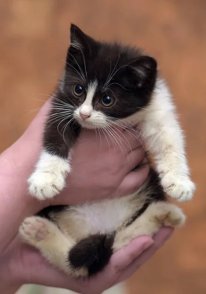 Negro y blanco gatito con un asustado infeliz poco cara —  Fotos de Stock