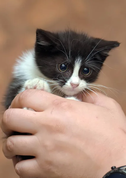 Μαύρο και άσπρο γατάκι με ένα φοβισμένο δυστυχισμένο μικρό πρόσωπο — Φωτογραφία Αρχείου
