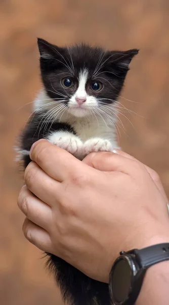 怖い不幸な小さな顔を持つ黒と白の子猫 — ストック写真
