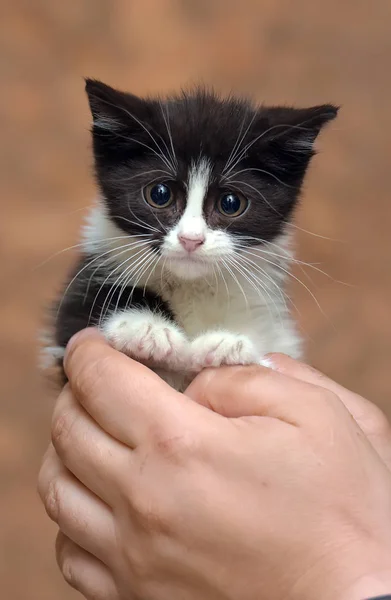 Negro y blanco gatito con un asustado infeliz poco cara — Foto de Stock